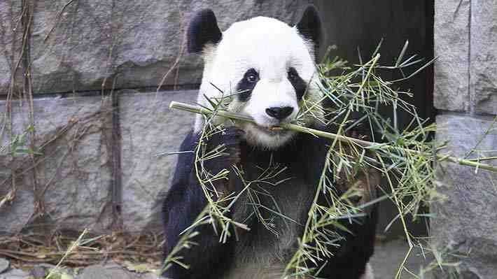 China declaró que los pandas ya no son una especie "en peligro": Su estado ahora es "vulnerable"