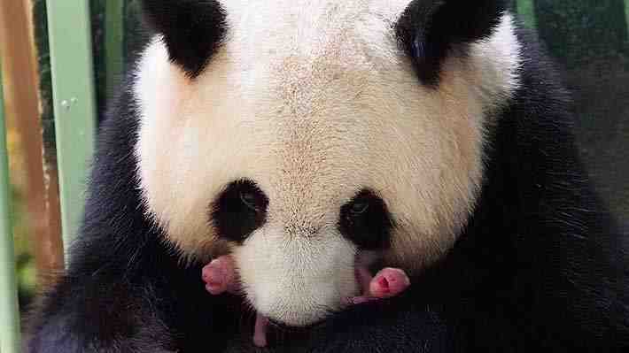 Zoológico francés celebra el nacimiento de dos crías de panda: Ambas serían hembras