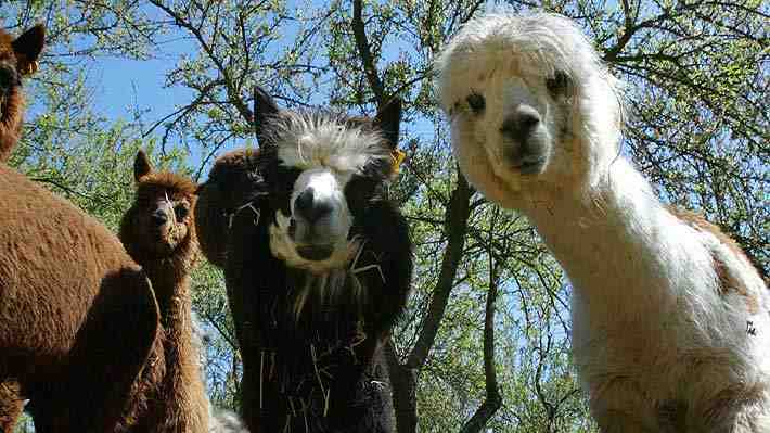 Británicos se movilizan para salvar a Gerónimo, una alpaca con tuberculosis bovina que debe ser sacrificada