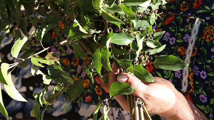 Más de  plantas nativas chilenas pueden ser utilizadas en ámbitos  medicinales y gastronómicos 