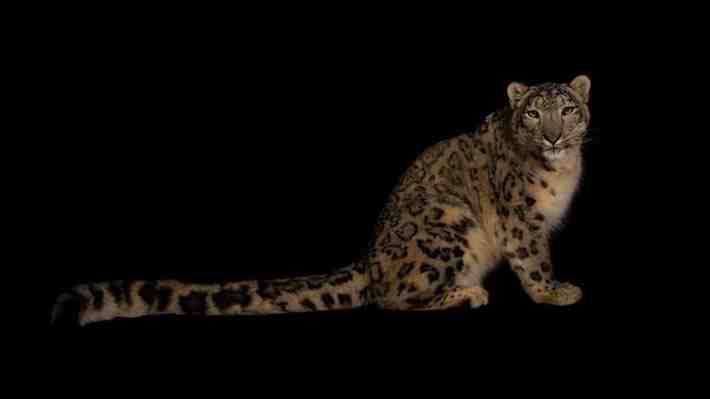 Reconocido leopardo de las nieves muere en un zoológico de EE.UU. a causa del covid-19