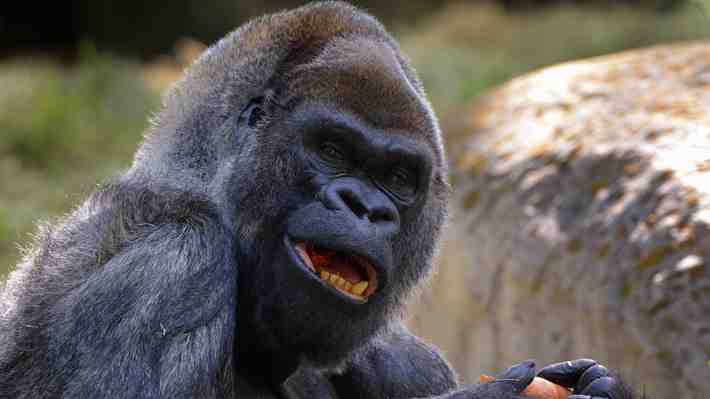 "Ozzie", el gorila macho más longevo del mundo viviendo en cautiverio muere a los 61 años