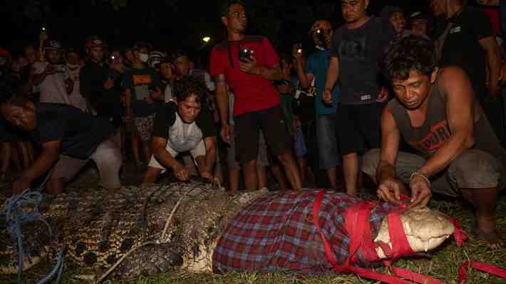 Logran retirar un neumático que llevaba años atascado en el cuello de un cocodrilo en Indonesia