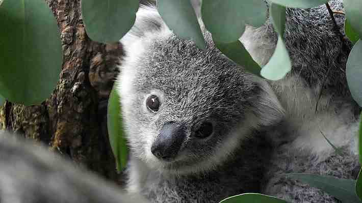 Koalas son clasificados como "especie amenazada" en el este de Australia producto de incendios forestales y deforestación