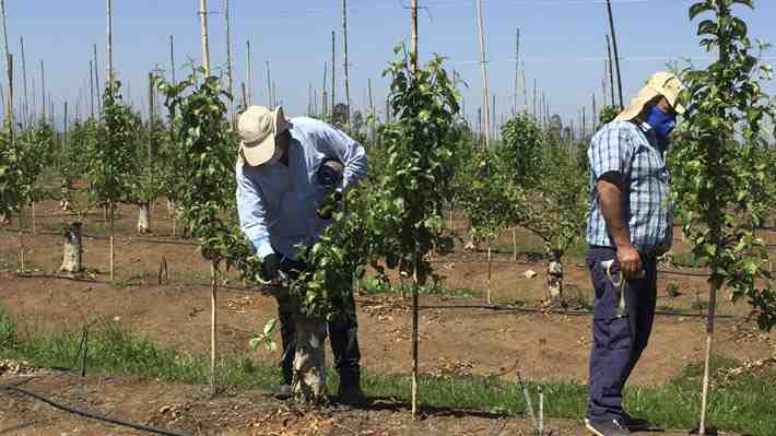 Exportadores de frutas aseguran que sector vive una temporada "muy compleja": "Es una tormenta perfecta"