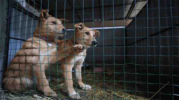 Invasión a Ucrania: Refugio en Leópolis ha recibido a 1.500 animales desde el comienzo del ataque ruso