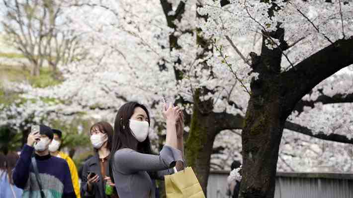 Japoneses se vuelcan a los parques a disfrutan de los cerezos en flor, tras dos años de limitaciones por la pandemia