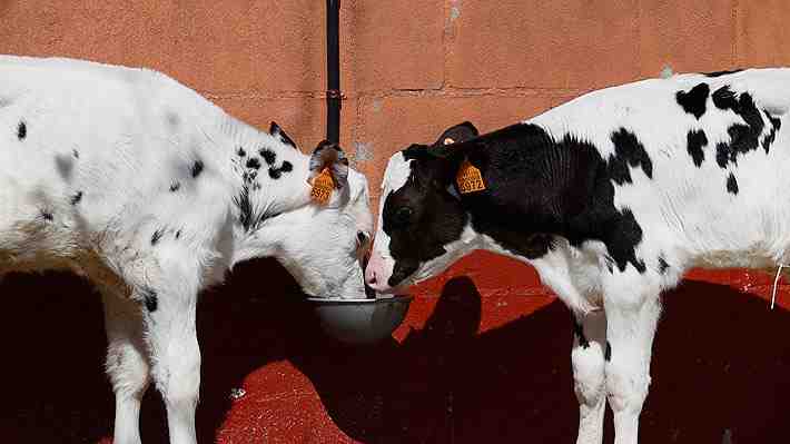 Convención Constitucional: Normas que reconocen a los animales como "seres sintientes" generan debate entre expertos