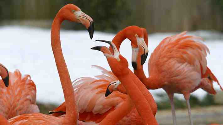 Un zorro ingresa al Zoológico de Washington y mata a 25 flamencos y un pato