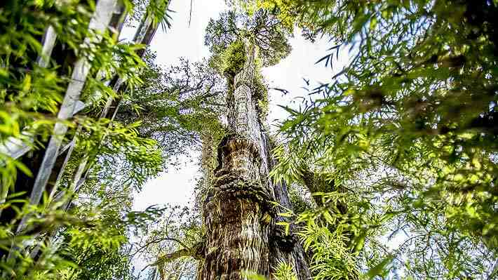 "Alerce milenario" de La Unión tendría 5.484 años y sería el árbol vivo más longevo del mundo