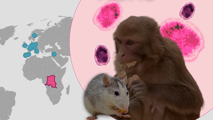 Viruela del mono: Orígenes, síntomas y cómo se transmite