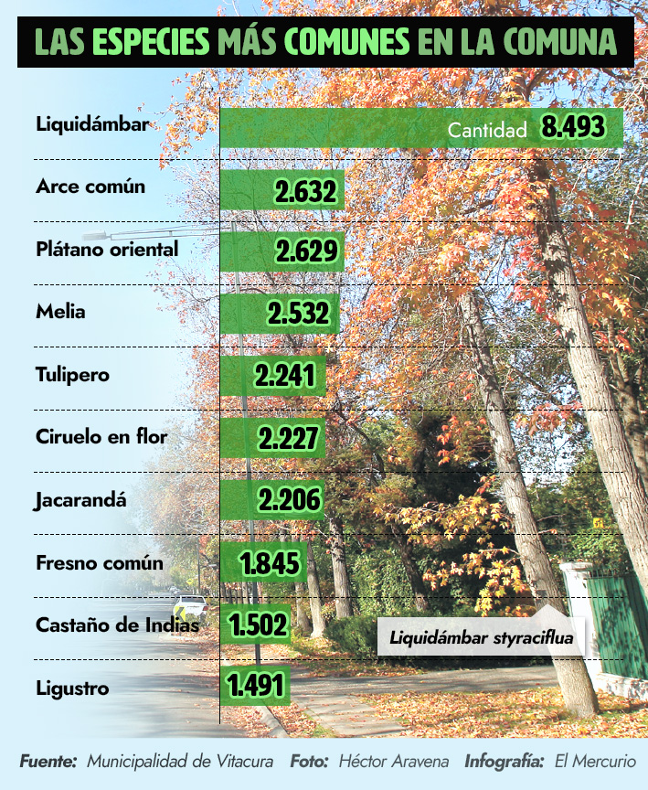 Predominio del Liquidámbar y el Arce común: El detalle del catastro a los  50 mil de árboles urbanos en Vitacura | Emol.com