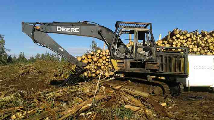 Robo de madera en macrozona sur provocó perdidas de US$100 millones en el rubro el 2021