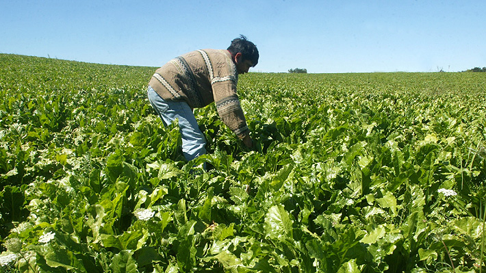 &#34;Chile ya quedó en la cola&#34;: La carrera mundial por fertilizantes ante escasez