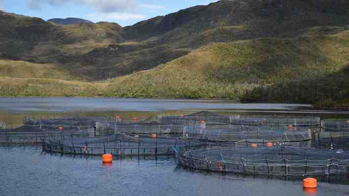 Tras inédita sanción: Gremios salmoneros se cuadran con SMA y condenan daño ambiental provocado por Nova Austral
