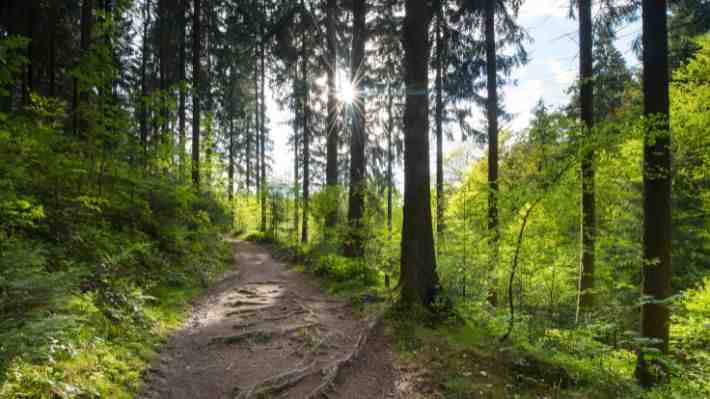 Lanzan plan de reactivación económica para la restauración de bosque nativo que generará más de 18 mil empleos
