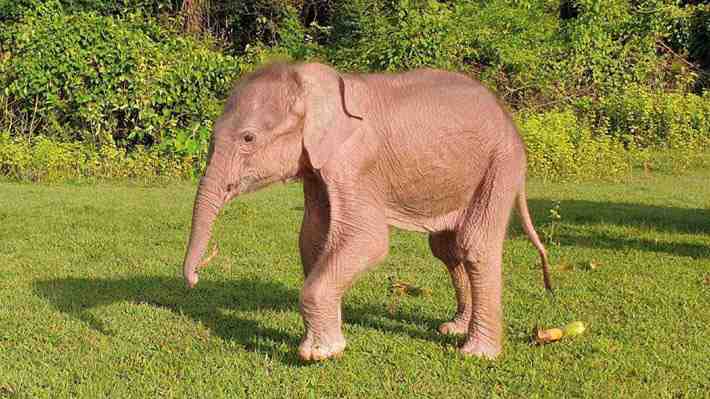 Nace en Myanmar un inusual elefante blanco, considerado por los budistas como señal de buenos augurios