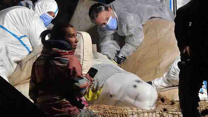 Beluga atrapada en el río Sena tuvo que ser sacrificada: "El sufrimiento era evidente"