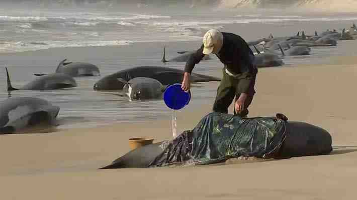 Encuentran 230 ballenas varadas en Australia: Se cree que la mitad estarían muertas