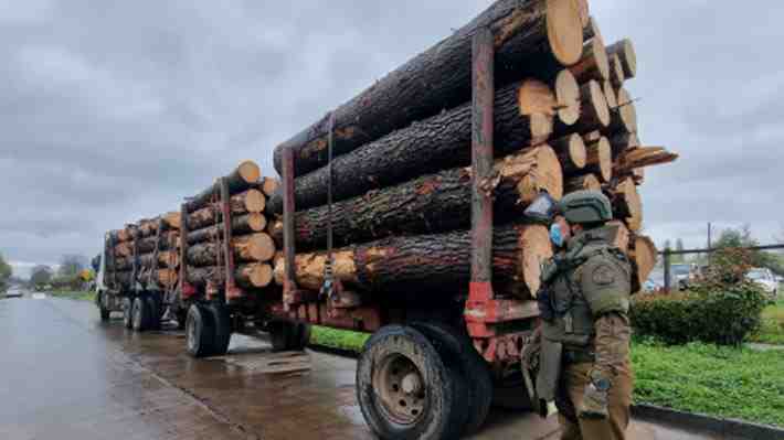 Primera persona en prisión preventiva con la nueva ley de robo de madera: Sustrajo 41 metros cúbicos en La Araucanía