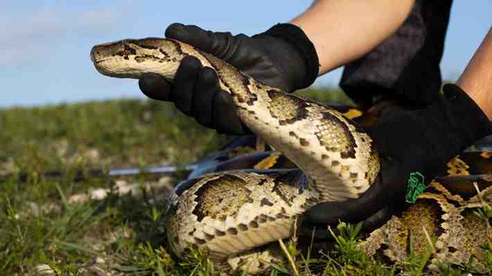 Encuentran el cadáver de una mujer que estaba desaparecida en el estómago de una serpiente pitón en Indonesia