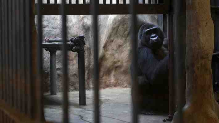 PETA pide traslado de gorila confinada durante décadas en zoológico ubicado en azotea de centro comercial de Bangkok