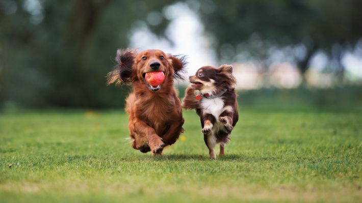 Doggyland: Emprendedor que creó un hotel para perros abrirá su segunda sede 