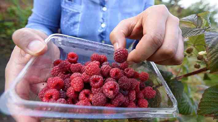 Alerta en sector frutícola: EE.UU. retira del mercado más de 1.200 cajas de frambuesas chilenas por riesgo de hepatitis A