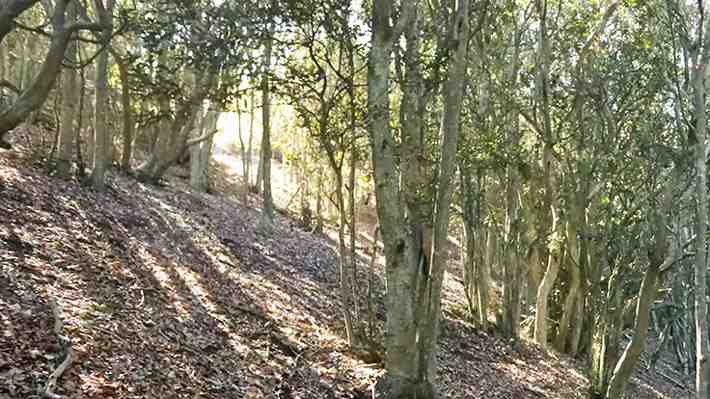 Mujer australiana se pierde en el bosque y sobrevive cinco días con dulces y vino