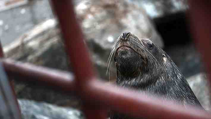 Argentina: Rescatan a lobo marino varado en una playa por herida provocada por desechos plásticos