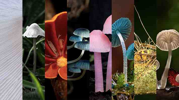 Fotos: Conoce las imágenes ganadoras del Concurso de Ladera Sur "Reino Fungi en Chile"