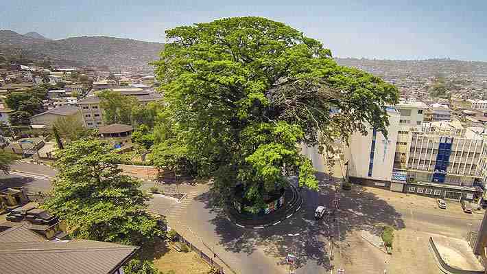 Emblemático árbol de Sierra Leona cayó tras una tormenta: Era considerado un símbolo de resistencia y libertad