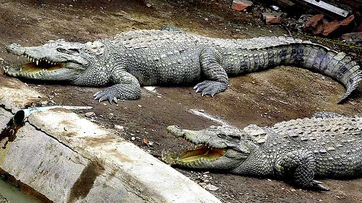 Macabro accidente: Hombre murió tras ser atacado por 40 cocodrilos de su  propia granja en Camboya 