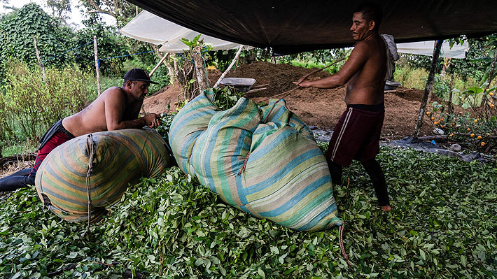 El negocio de la coca está en crisis en Colombia: Las causas tras el insospechado fenómeno