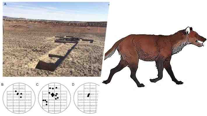 Hallan la primera evidencia de un "lobo gigante" que habitó en el desierto de Atacama