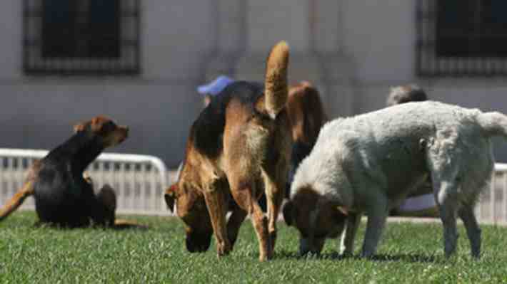 U. del Alba desvincula a cuatro funcionarios y suspende a vicerrector tras denuncias por perros sacrificados