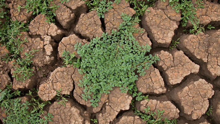 Fondo Común Regenerativo: Hacen llamado a emprendimientos que resuelvan desafíos de la crisis climática