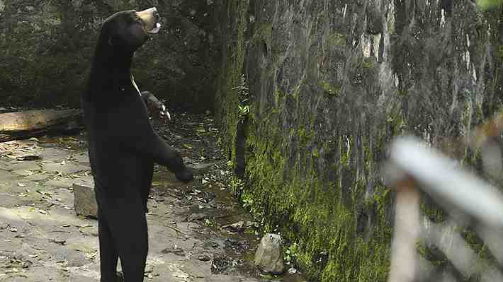Visitantes de zoológico chino aumentaron gracias a popularidad de oso malayo de aspecto humano