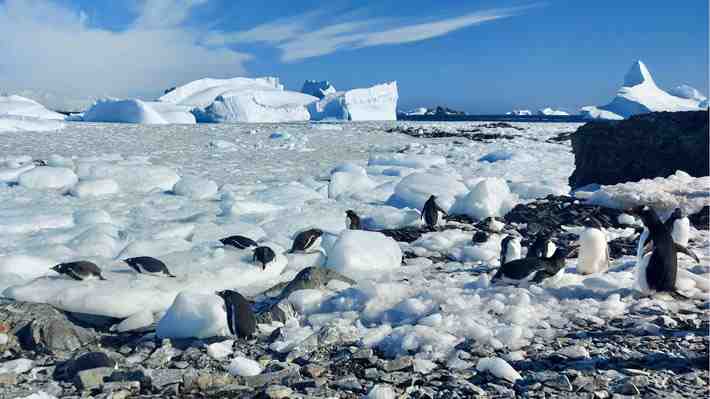 Olas de calor oceánicas y pérdida de hielo: Estudio ahonda en eventos extremos en la Antártica por crisis climática