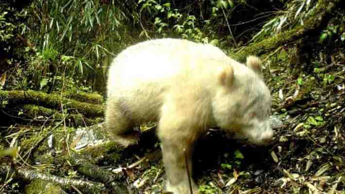 El único oso panda albino del mundo es macho y crece en libertad en China