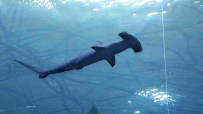Un tiburón muerde en la cara a un surfista en una playa de Florida