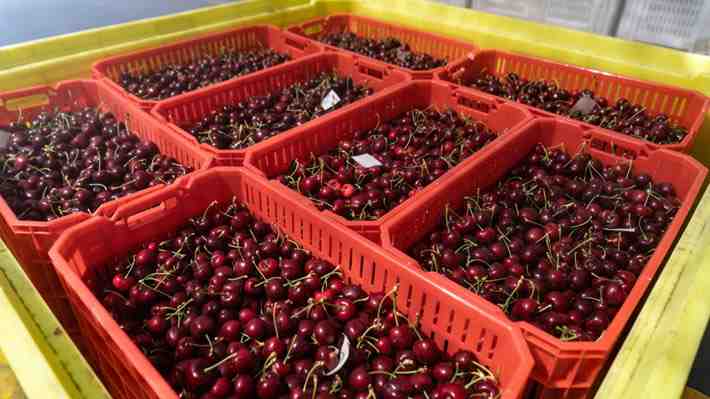 A pesar de las lluvias: La exportación de cerezas busca alcanzar un nuevo récord de 100 millones de cajas esta temporada