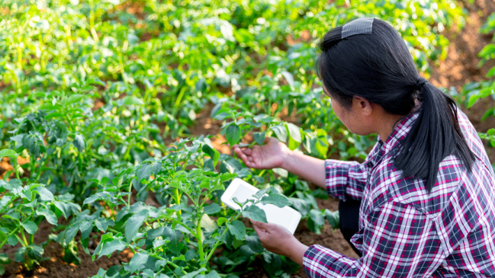 Quedan pocos días para postular al Premio Nacional Mujer AgroInnovadora promovido por FIA