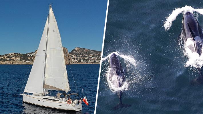 Manada De Orcas Hunde Un Velero En El Estrecho De Gibraltar ...