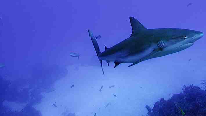 Turista estadounidense muere tras ser atacada por un tiburón mientras practicaba remo en un resort en Bahamas