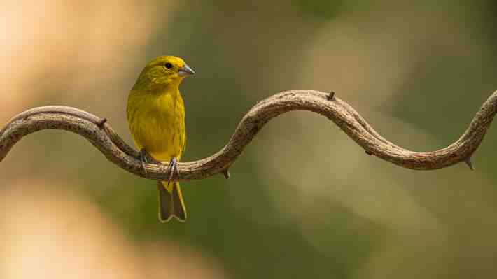Estudio revela que los humanos son responsables de la extinción de 1.430 especies de aves, el doble de lo que se pensaba