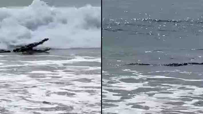 Video: Cocodrilo sorprende a turistas tras pasearse muy cerca de la orilla en conocida playa de México