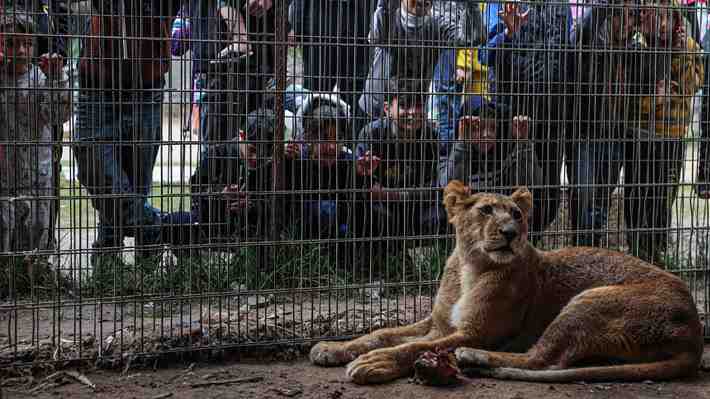 No tienen comida y varios han muerto: El drama de los animales del zoológico de Gaza en medio de la guerra