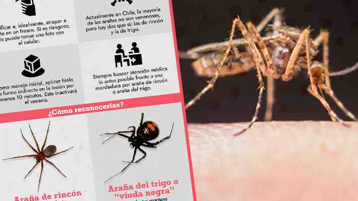 Abejas, arañas, medusas o fragatas: ¿Qué hacer en caso de picaduras y mordeduras durante este verano?