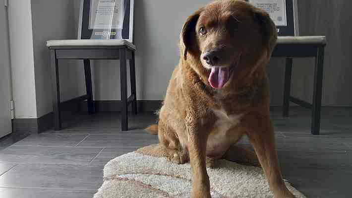 Guinness retira temporalmente a Bobi el título de perro más longevo del mundo tras dudas sobre edad